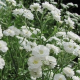 Gypsophila paniculata - raste iz sjemena